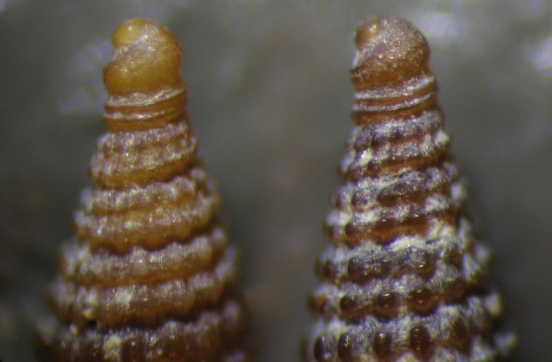 Dizoniopsis bilineata?